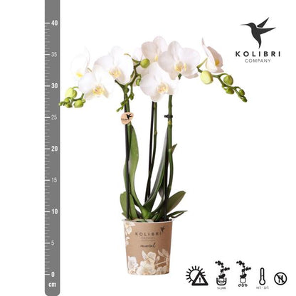 Phalaenopsis-Orchidee Amabilis Weiß – Zimmerpflanze Ø9cm – 2 bis 3 Zweige – Spider-Orchidee 
