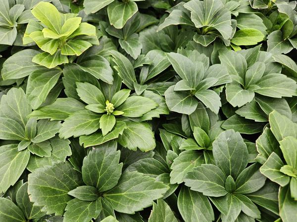 Japanischer Ysander Pachysandra terminalis – 6 Pflanzen – Immergrüner Bodendecker – Schattengarten – Pflegeleicht – Unkrautunterdrückend 