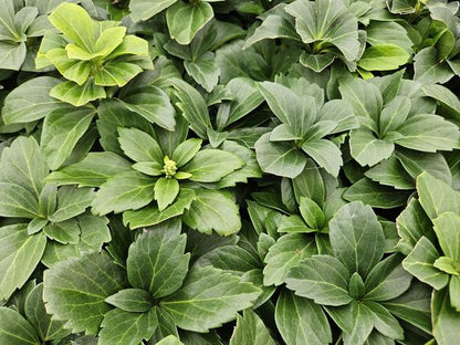 Japanischer Ysander Pachysandra terminalis – 6 Pflanzen – Immergrüner Bodendecker – Schattengarten – Pflegeleicht – Unkrautunterdrückend 