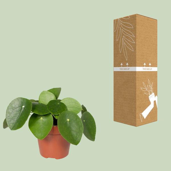 Chinesischer Geldbaum – Pilea Peperomiodes (Aluminium-Pflanze) – Zimmerpflanze – Ø12 cm – 20 cm hoch – Halbschatten – Luftreinigend – Pflegeleicht 