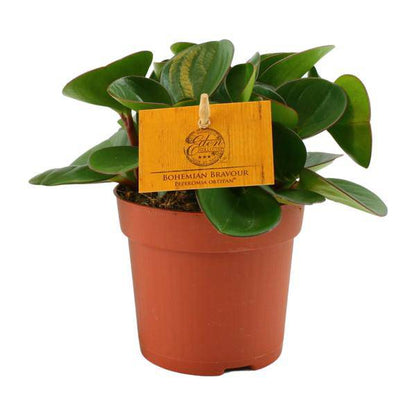 Zwergpfeffer - Peperomia Obtipan - Zimmerpflanze - Ø11cm - ↕15cm 