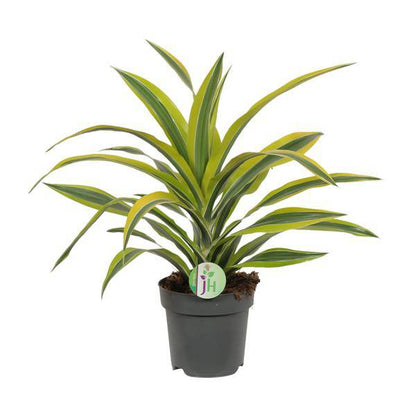 Drachenbaum Dracaena 'Lemon Lime' – Ø17cm x H40cm – Pflegeleichte Zimmerpflanze mit gestreiftem Laub – Luftreinigend – Für Halbschatten – Im Pflanztopf – Direkt aus der Gärtnerei 