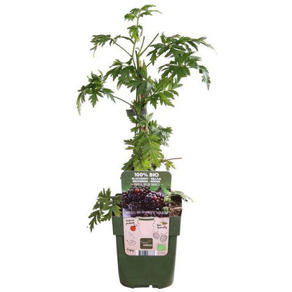 Dornenlose Brombeere - Rubus fruticosus 'Dornenlos Immergrün' - Ø13cm - ↕45cm 