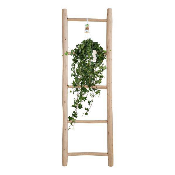 Hedera Helix Pitsburg – Efeu Hängepflanze – Zimmerpflanze – Ø17cm – ca. 45cm hoch – pflegeleichte Grünpflanze für Zuhause und Büro 