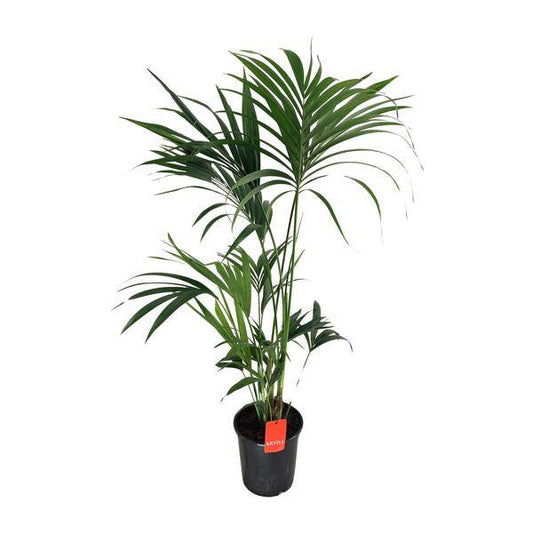 Kentiapalme - Howea Forsteriana - Zimmerpflanze - Ø24cm - ↕130cm 