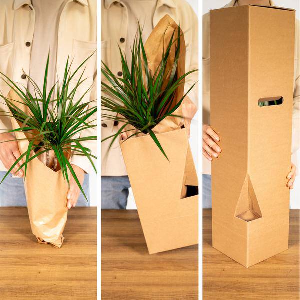 Außenseiterbox – 8 Pflanzen - Ø12cm – Vielfältige Blattstrukturen & Farben – Zimmer- und Gartenpflanzen-Mix – Perfekt für Pflanzenliebhaber 