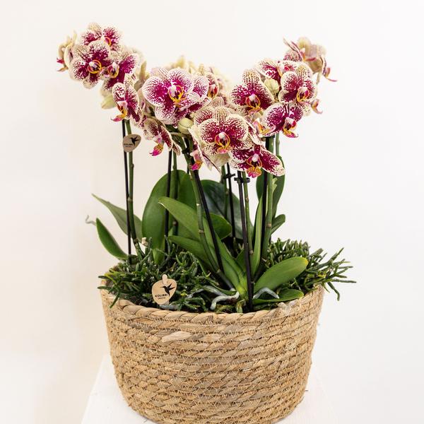 Einlage mit Wasserreservoir für Orchideenschale – Bewässerungssystem für Orchideen – Jungle-Bouquet 3x9cm + 3x WaterWicks – Selbstbewässerung für Kolibri Orchideen – Ø25cm 