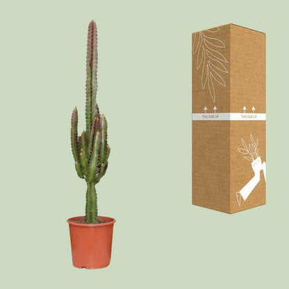 Dreikantige Wolfsmilch - Euphorbia Trigona Rubra - Zimmerpflanze - Ø17cm - ↕70cm 