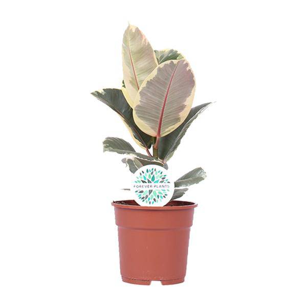 Gummibaum - Ficus Elastica Tineke - Zimmerpflanze - Ø17cm - ↕50cm 