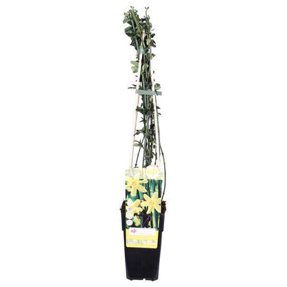 Winter-Jasmin - Jasminum nudiflorum - Ø15cm - ↕65cm 