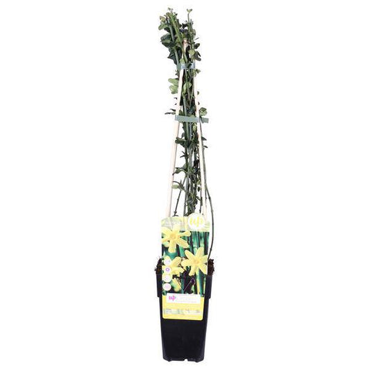 Winter-Jasmin - Jasminum nudiflorum - Ø15cm - ↕65cm 