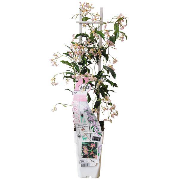 Sternjasmin Trachelospermum 'Star of Ibiza' – Rosa – Immergrüne Kletterpflanze – ca. 65cm Höhe – Duftender mediterraner Jasmin für Terrasse & Balkon 