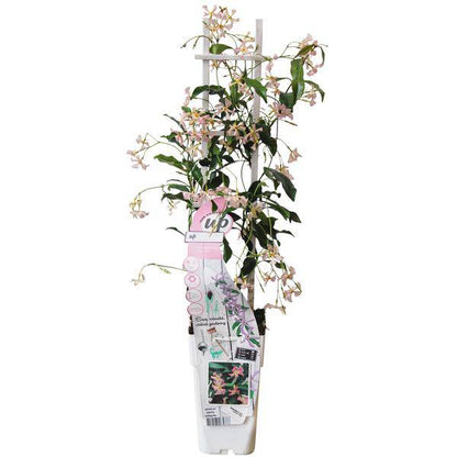 Sternjasmin Trachelospermum 'Star of Ibiza' – Rosa – Immergrüne Kletterpflanze – ca. 65cm Höhe – Duftender mediterraner Jasmin für Terrasse & Balkon 