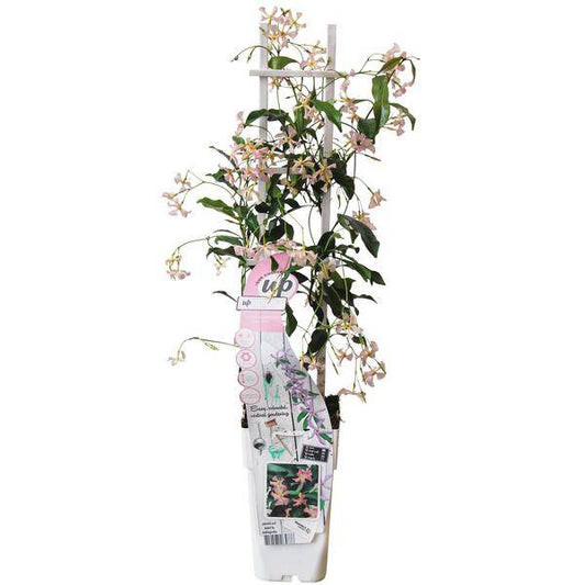 Sternjasmin Trachelospermum 'Star of Ibiza' – Rosa – Immergrüne Kletterpflanze – ca. 65cm Höhe – Duftender mediterraner Jasmin für Terrasse & Balkon 