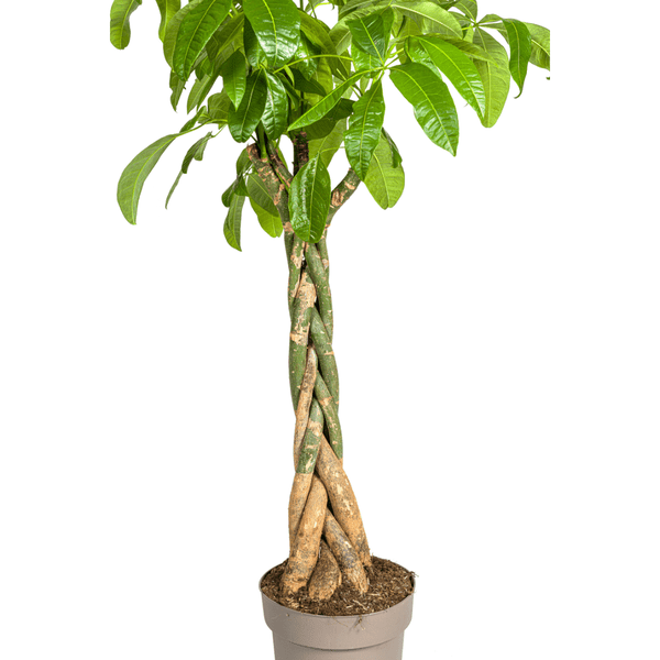 Glückskastanie – Pachira Aquatica – Zimmerpflanze – Ø30 cm – Höhe 170-180 cm – Geflochtener Stamm & glänzende Blätter – Exotisch & pflegeleicht 