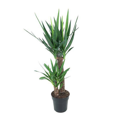 Riesen-Palmlilie - Yucca Elephantipes - Zimmerpflanze - Ø21cm - ↕100cm 