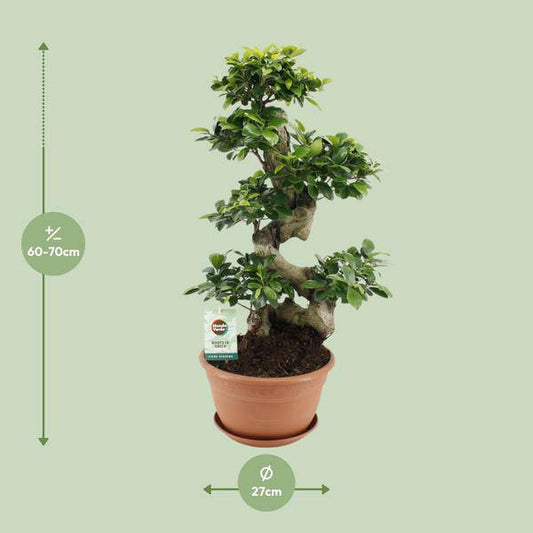 Chinesische Feige – Ficus Ginseng – Zimmerpflanze Ø27cm – Höhe ca. 70cm – Pflegeleichter Bonsai-Ficus mit dekorativen Wurzeln – Ideal für Wohnzimmer & Büro 