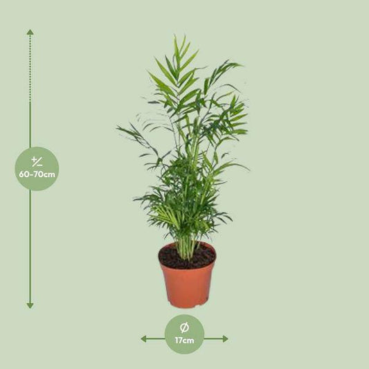 Mexikanische Bergpalme – Chamaedorea Elegans – Ø17cm x H55cm – Pflegeleichte Zimmerpalme – Für Halbschatten – Luftreinigend – Im Pflanztopf – Direkt aus der Gärtnerei 