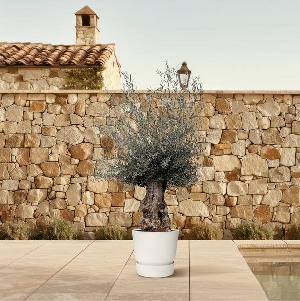 Olivenbaum – Olea Europaea Bonsai – 225cm – Ø80cm – Mediterrane Pflanze mit gedrehtem Stamm – Echter Olivenbonsai für Garten, Terrasse & Innenbereich 