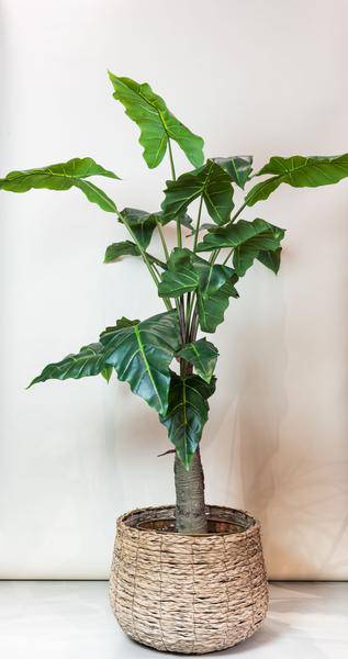 Kunstpflanze - Alocasia - 150 cm 
