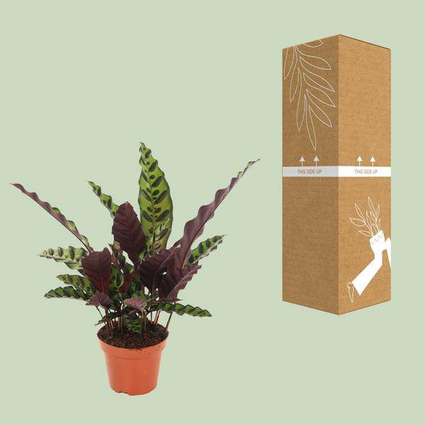 Lanzenblättrige Korbmarante - Calathea Insignis - Zimmerpflanze - Ø12cm - ↕50cm 