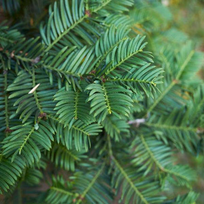 Eibe Baccata – Eibenhecke – 20 Pflanzen für 10 Meter – Immergrüne Heckenpflanzen 100–125cm – Gemeine Eibe – Dicht wachsend & schnittverträglich 