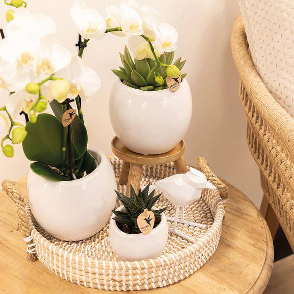 Blumentopf Bowl – Weiß – Keramik-Ziertopf Ø9cm – Handgefertigter Übertopf mit Wellenrand – Für Zimmerpflanzen & Sukkulenten 