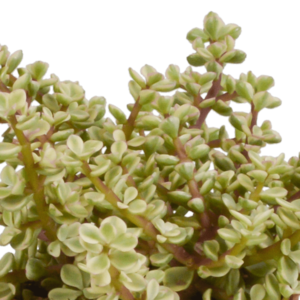 Dickblatt - Crassula - Mix - 10,5 cm - 3 Stück + Topf 