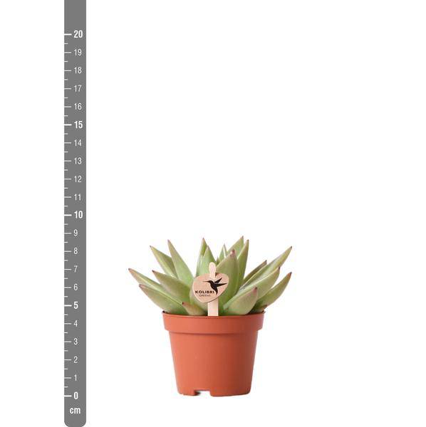 Sukkulente Echeveria Miranda – Grüne Rosettenpflanze – Ø6cm – Pflegeleichte Zimmerpflanze – In Blumenerde – Für helle Standorte 