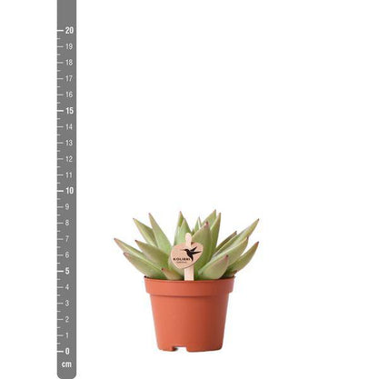 Sukkulente Echeveria Miranda – Grüne Rosettenpflanze – Ø6cm – Pflegeleichte Zimmerpflanze – In Blumenerde – Für helle Standorte 