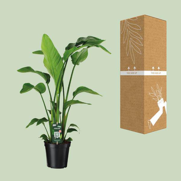 Baum-Strelitzie - Strelitzia Nicolai - Zimmerpflanze - Ø19cm - ↕90cm 