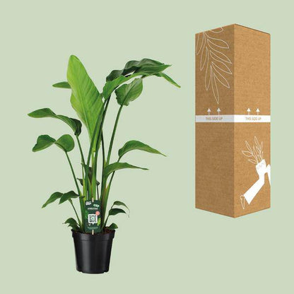 Baum-Strelitzie - Strelitzia Nicolai - Zimmerpflanze - Ø19cm - ↕90cm 