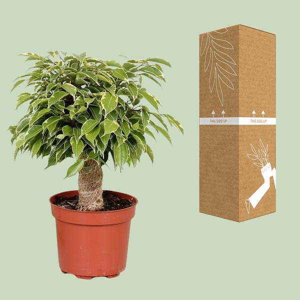 Birken-Feige - Ficus Benjamina Kinky - Zimmerpflanze - Ø12cm - ↕28cm 