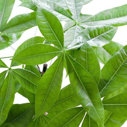Pachira Aquatica 80cm – Glückskastanie Geldbaum Zimmerpflanze Ø21cm – pflegeleichte Pflanze mit geflochtenem Stamm im nachhaltigen Viber Grau Topf – dekorative luftreinigende Zimmerpflanze 