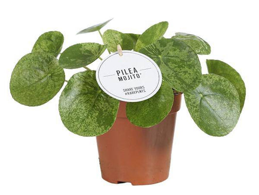 Glückstaler – Pilea Mojito – Zimmerpflanze – Ø13cm – ca. 20cm hoch – Seltene Sorte mit gesprenkelten Blättern – Pflegeleicht & dekorativ 