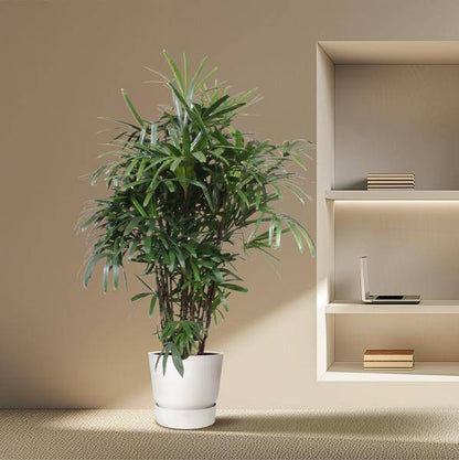 Steckenpalme – Rhapis Excelsa – Zimmerpflanze 190cm – Ø40cm – Elegante Damenpalme mit fächerförmigen Blättern – Pflegeleichte Palme für Wohnzimmer, Büro & Wintergarten 