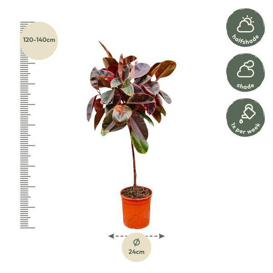Gummibaum - Ficus Elastica Belize – auf Stiel – Zimmerpflanze – ca. 130 cm hoch – Ø24 cm – Buntes Laub – Pflegeleicht & Luftreinigend 