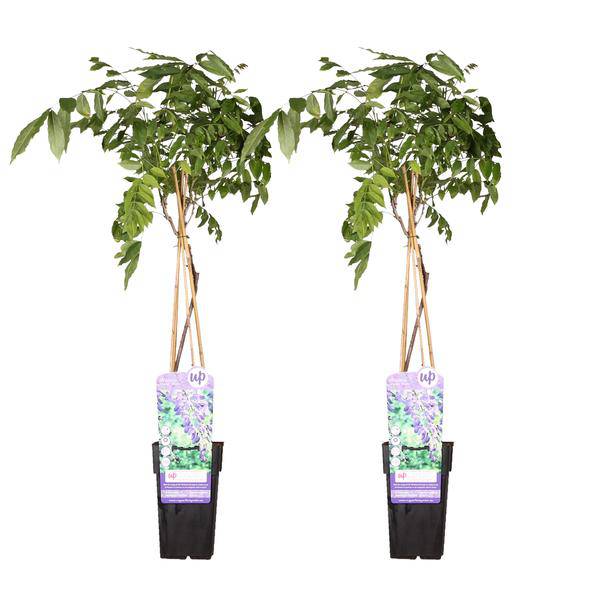 Chinesischer Blauregen - Wisteria sinensis 'Prolific' - ↨65cm - Ø15cm - 2 Stück 