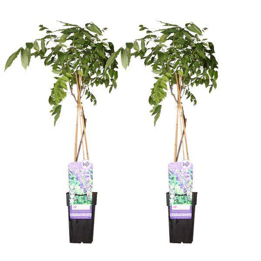 Chinesischer Blauregen - Wisteria sinensis 'Prolific' - ↨65cm - Ø15cm - 2 Stück 