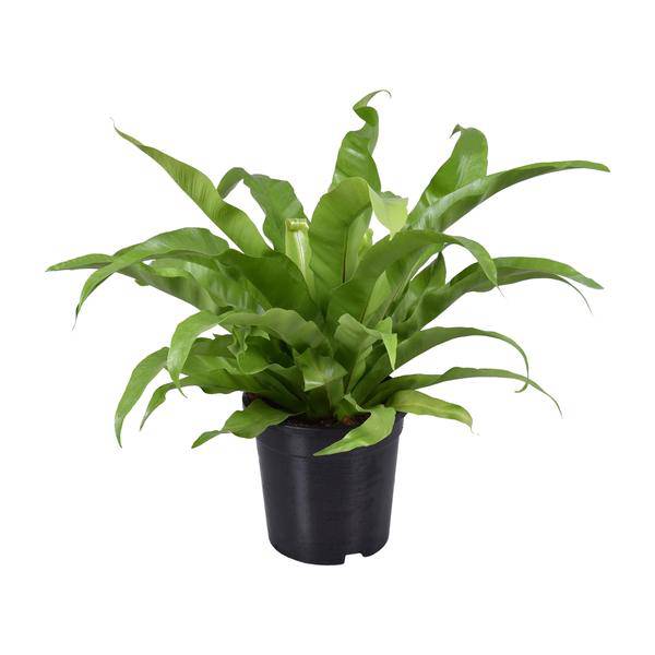 Nestfarn - Asplenium Antiquum - Zimmerpflanze - Ø17cm - ↕45cm 