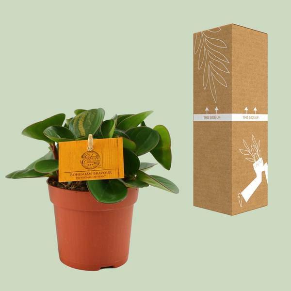 Zwergpfeffer - Peperomia Obtipan - Zimmerpflanze - Ø11cm - ↕15cm 