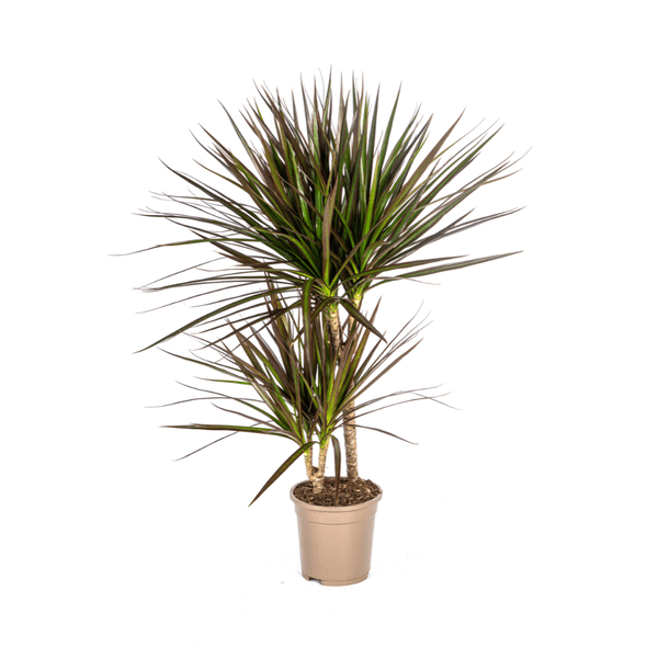 Dracaena Marginata Magenta – Drachenbaum – Zimmerpflanze – Ø17cm – ↕50-70cm – Pflegeleichte Grünpflanze mit roten Blatträndern – Luftreinigende Pflanze für Zuhause & Büro 