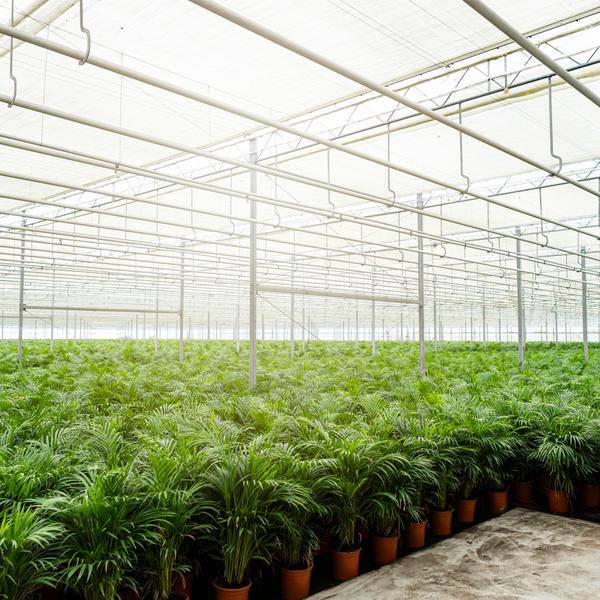 Betelpalme Areca-Palme – Zimmerpflanze Ø24cm – 130cm hoch – Luftreinigende Goldfruchtpalme 