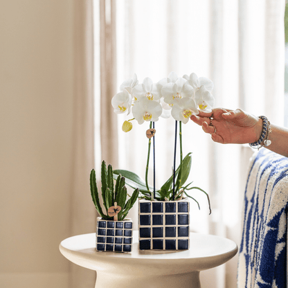 Phalaenopsis-Orchidee Amabilis Weiß – Zimmerpflanze Ø9cm – 2 bis 3 Zweige – Spider-Orchidee 