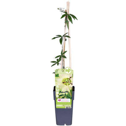 Passionsblume - Passiflora Weiß caerulea 'Constance Elliot' - Ø15cm - ↕65cm 