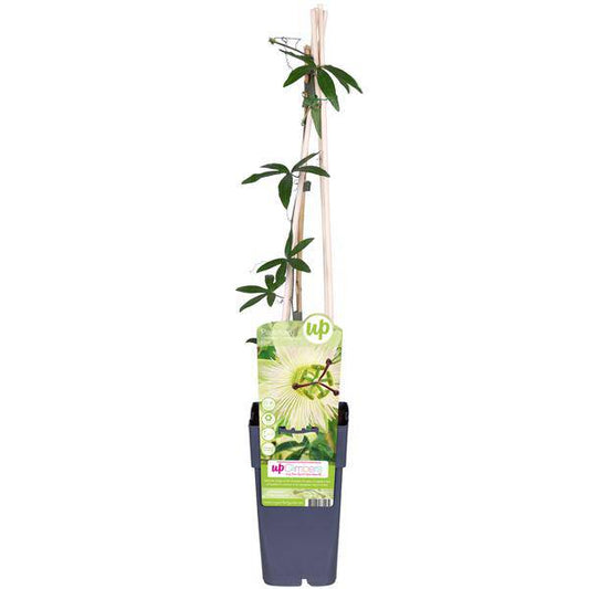 Passionsblume - Passiflora Weiß caerulea 'Constance Elliot' - Ø15cm - ↕65cm 