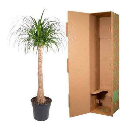 Elefantenfuß – Beaucarnea 120cm – Ø32cm – Zimmerpflanze mit dickem Stamm & hängenden Blättern – Pflegeleichte exotische Grünpflanze für Wohnzimmer, Büro & Wintergarten 
