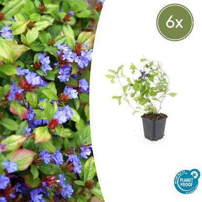 Kriechende Hornnarbe Ceratostigma plumbaginoides – 6 Pflanzen – ↕10-25cm – Ø9cm – Bodendecker – Winterhart & pflegeleicht – Sonne & Halbschatten 