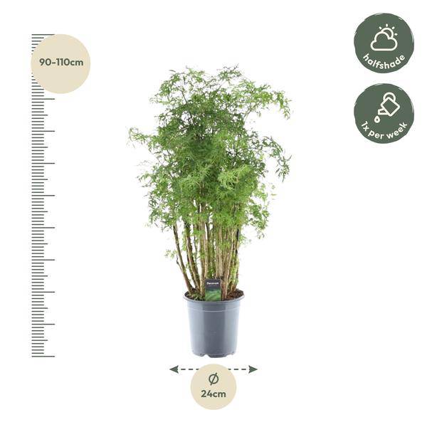 Polyscias Hawaiiana Ming – Fiederaralie – Immergrüne Zimmerpflanze – Elegante Grünpflanze für Wohnzimmer & Büro – ↕90cm – Ø24cm 