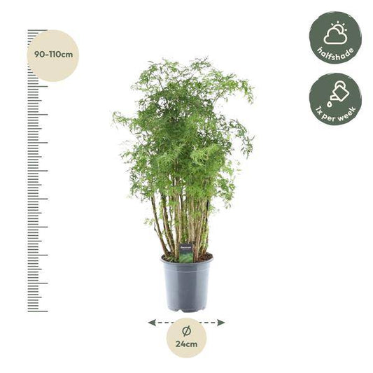 Polyscias Hawaiiana Ming – Fiederaralie – Immergrüne Zimmerpflanze – Elegante Grünpflanze für Wohnzimmer & Büro – ↕90cm – Ø24cm 
